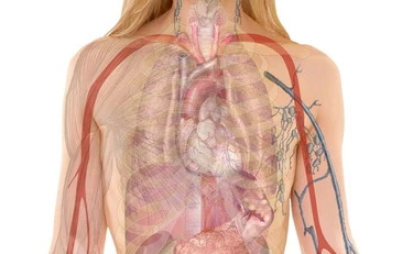 Infarto, quando le cellule del cuore cambiano: il ruolo chiave di un gene  