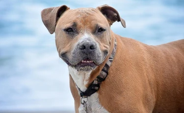 Perugia, 51enne muore in casa e viene divorato dai suoi pitbull