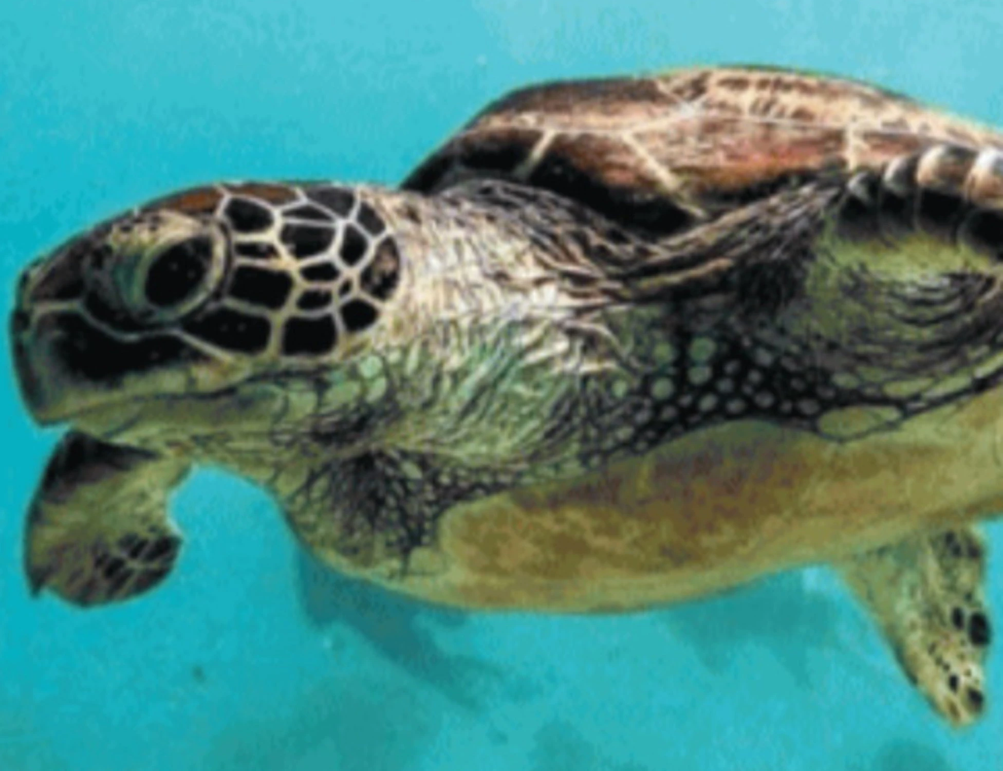 Tartarughe marine, tane in Liguria: cosa succede