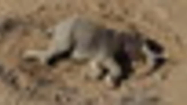 Misteriosa strage di elefanti in Kenya: muoiono in pochi giorni