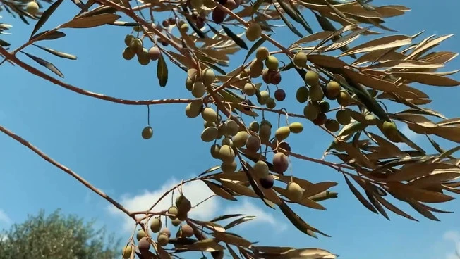 Olio, sostegno alla filiera tra emergenze e rilancio