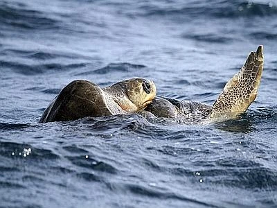 L'estate è la stagione delle Caretta caretta, Sicilia e Calabria le mete preferite