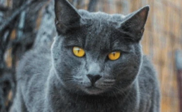 Quanto costa l’amore: per la cura di cani e gatti spendiamo sempre di più