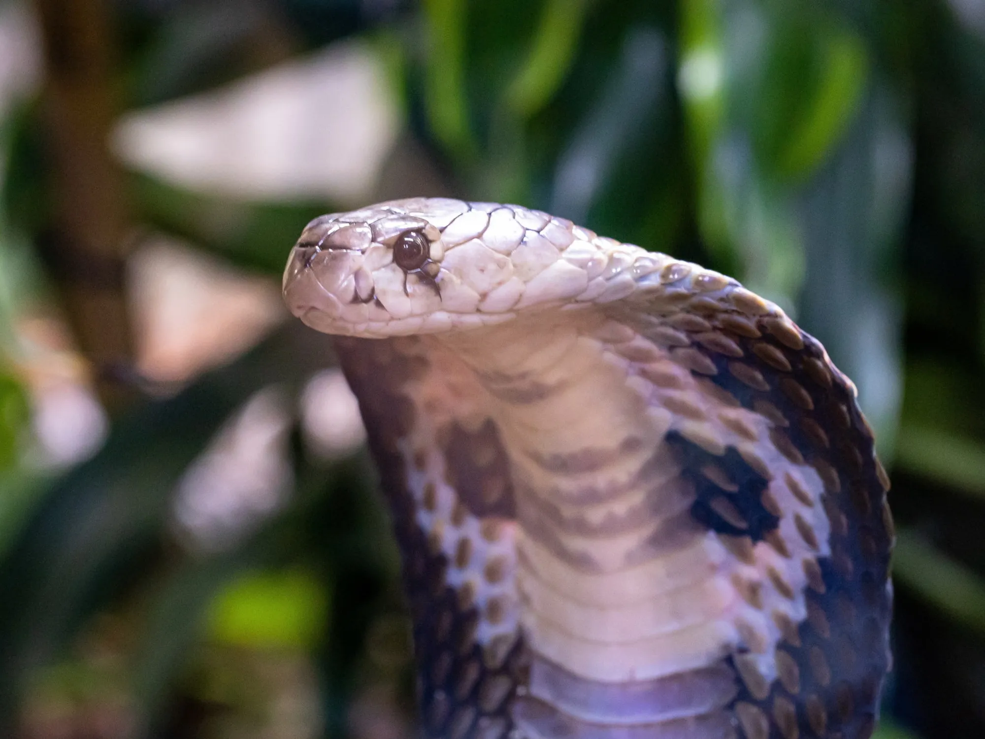 Leggi l'articolo: Turista allo show del "mago dei serpenti": finisce in tragedia