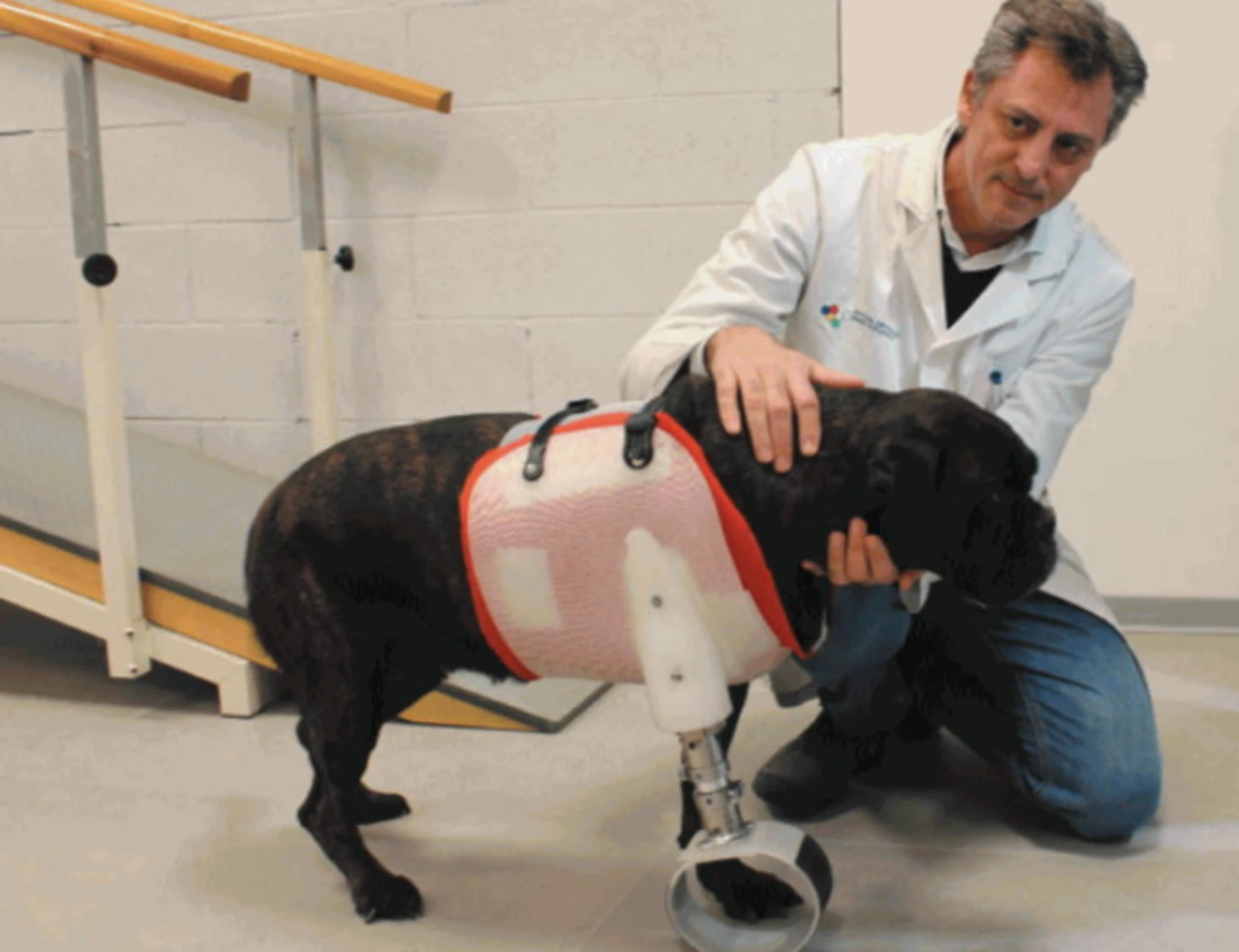 Juga torna a camminare: la zampa stampata in 3d