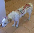 Alghero, bruciano il cane