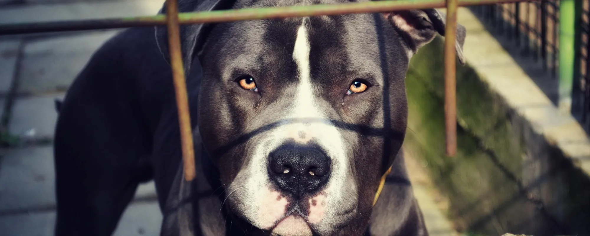 Bimba sbranata e uccisa dal pitbull: Nola, la sentenza-choc