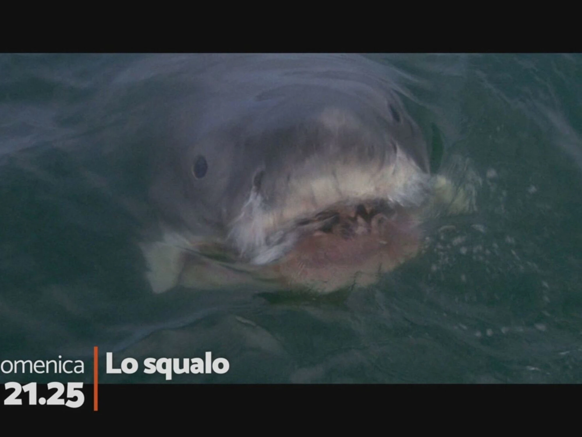 Rete 4, pinna leggendaria: con "Lo squalo" ascolto assicurato