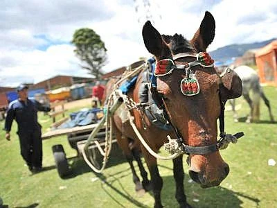 Torna la trazione animale in agricoltura, il cavallo è anticrisi e tutela l'ambiente