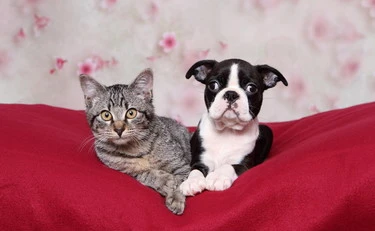 Ecco come far passare delle buone feste ai nostri animali