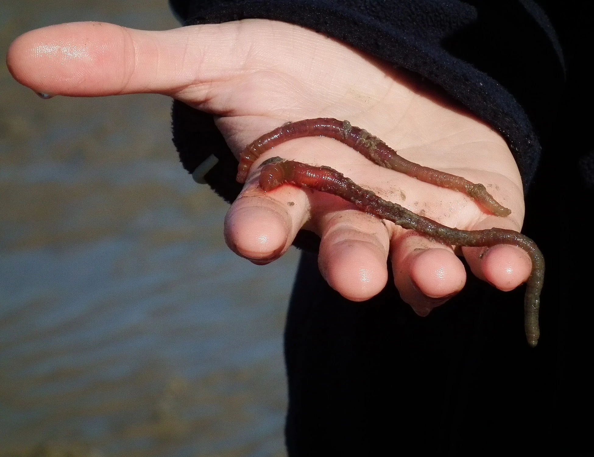 Doping, l'ultima frontiera: il verme che moltiplica l'ossigeno e non lascia tracce