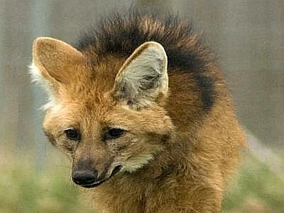 In arrivo in Brasile cloni di formichieri, giaguri, bisonti e lupi dalla criniera