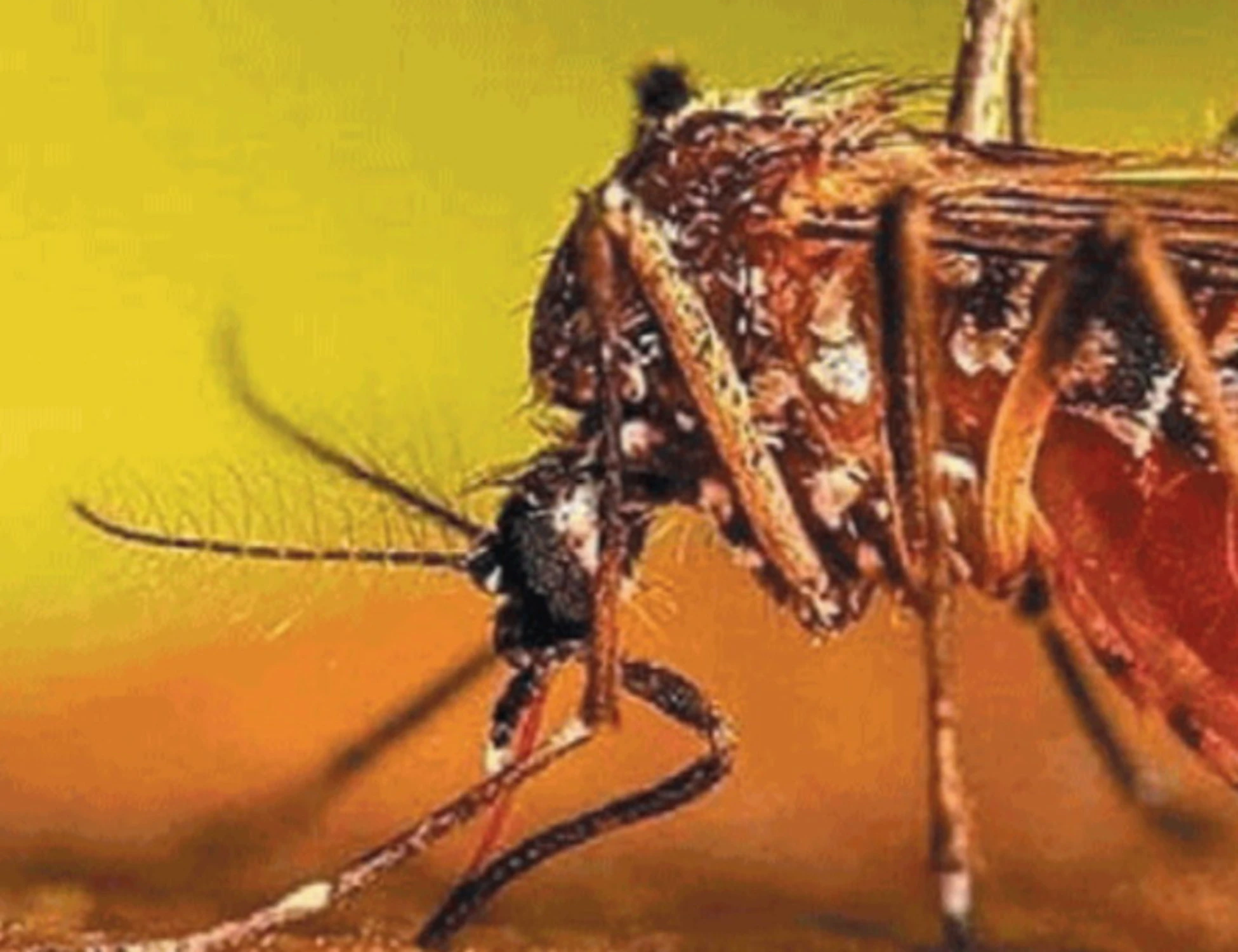 Zanzare "immortali", allarme in tutta Italia: cosa sta succedendo