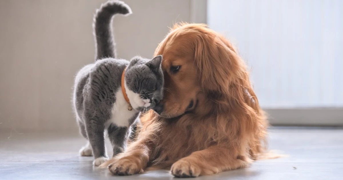 Cani e gatti, "giochini" per il lockdown: una volta terminata la serrata... chi è la bestia?