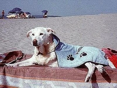 Vademecum per vacanze estive rispettose degli animali e dell'ambiente