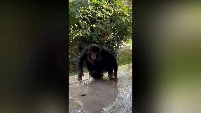 Deteneva illegalmente uno scimpanzé in casa nel Siracusano, denunciato