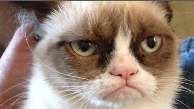 Grumpy cat vale una fortuna: proprietaria milionaria grazie al gatto star del web
