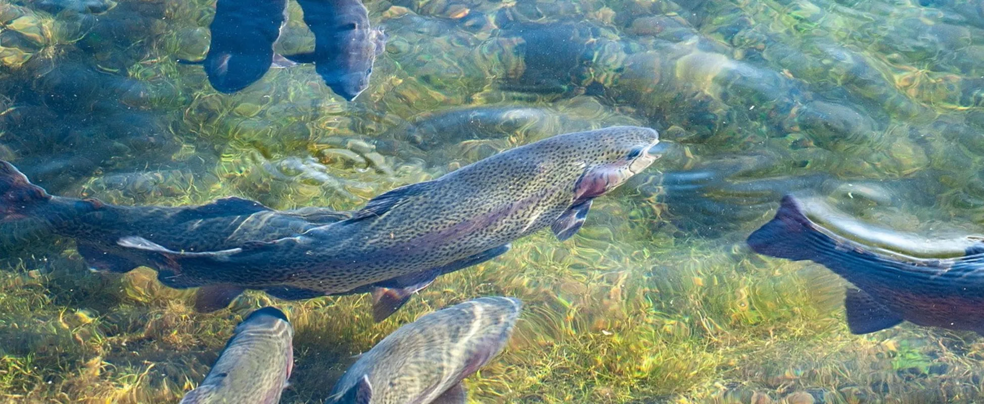 Pesce d'allevamento, cambia tutto: il ruolo degli oli essenziali