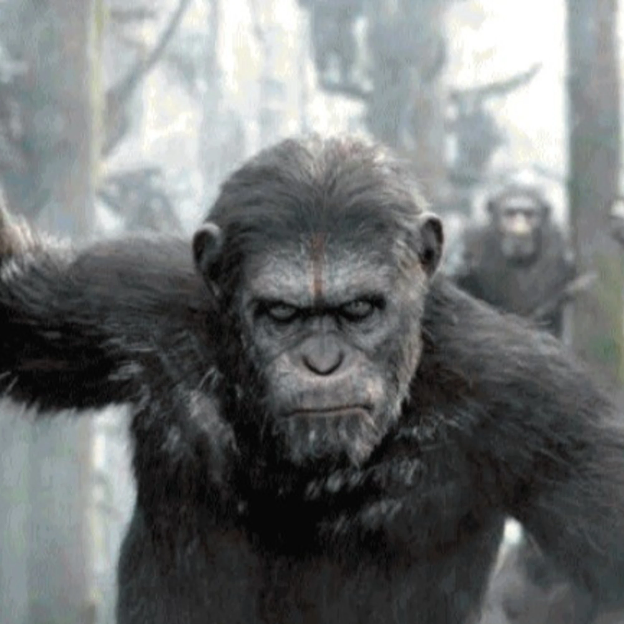 Se perfino gli animali si fanno la guerra...