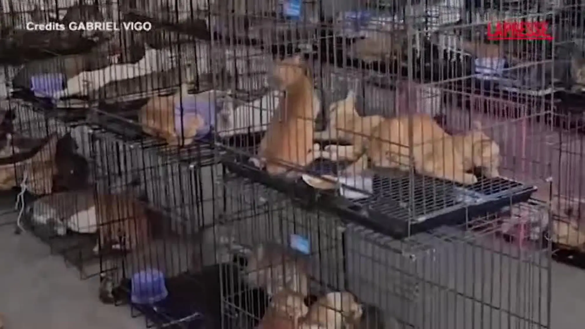 Vietnam, salvati oltre 500 gatti rubati ai proprietari per essere mangiati