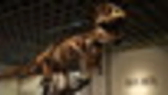 Raro scheletro di T-Rex venduto all'asta per 43 milioni di dollari