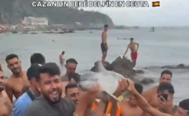 Ceuta, l'0rrore degli immigrati contro un delfino: il video che indigna il mondo