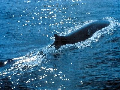 Al via il monitoraggio dei cetacei all'interno del Santuario Pelagos