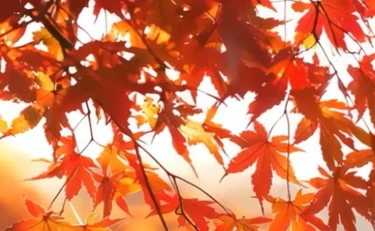 https://media.liberoquotidiano.it/OU80otr2wxaDv7cUJ7S_hKvlyh2C2K_LIEuQKib4km0/width:800/quality:90/aW1hZ2VzLzIwMjUvMTAvMDkvMDcwNDU5MjAwLWFjMmI2NzVmLWUzMDktNDE0Ny04MWQ0LTU4MjFmNDE0NmFjOS5qcGc.webp