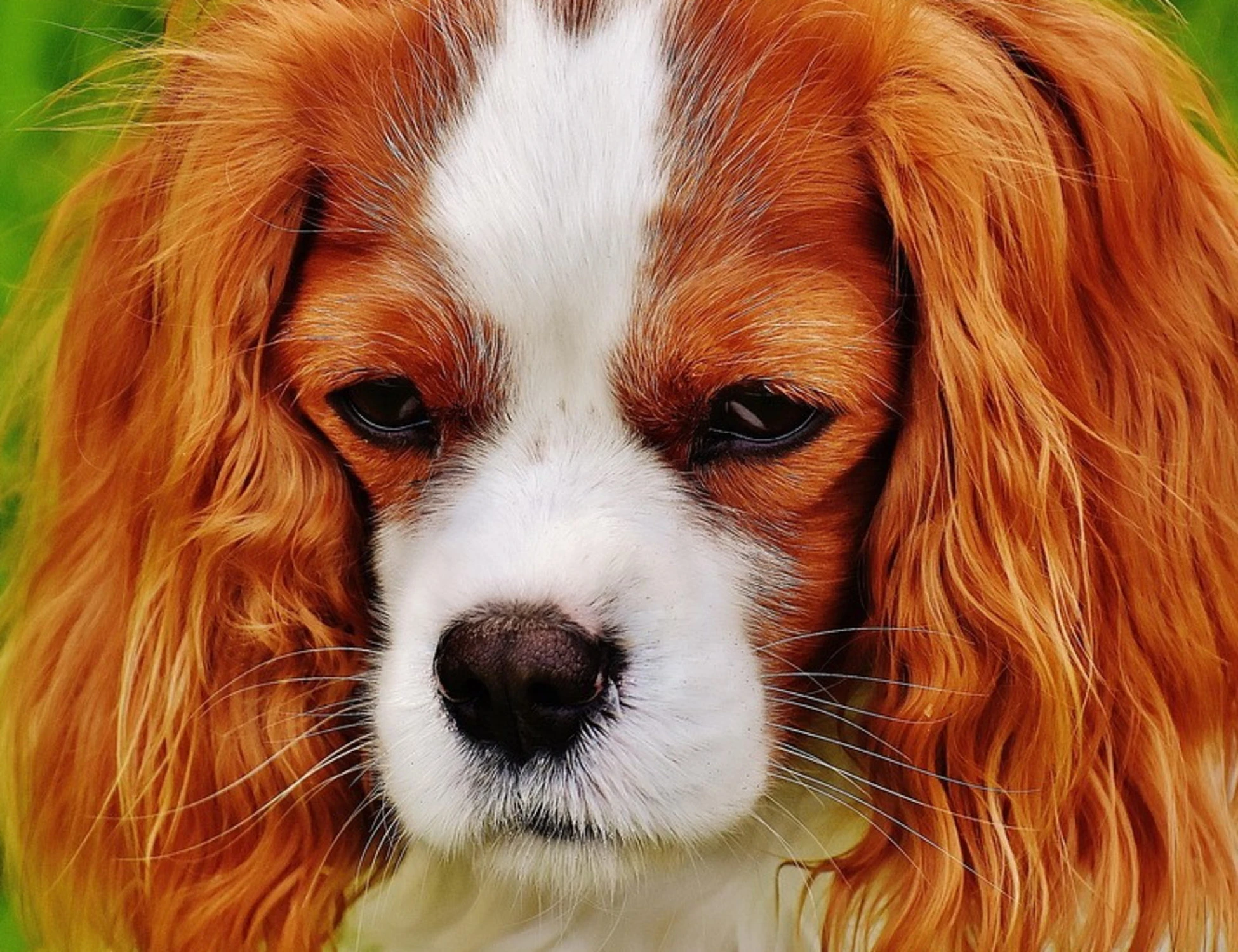 Favorire un rientro senza stress per i nostri cani