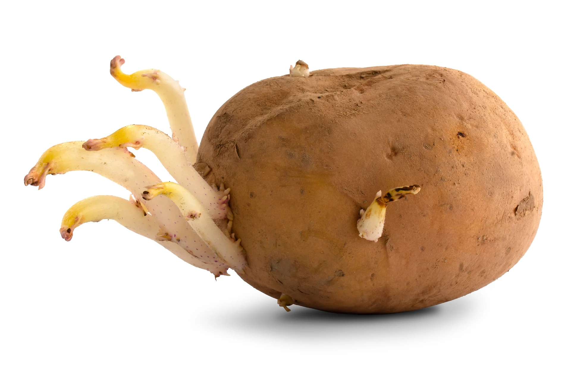 Patate, il trucco che vi può salvare la vita: attenti, quando non dovete mai mangiarle