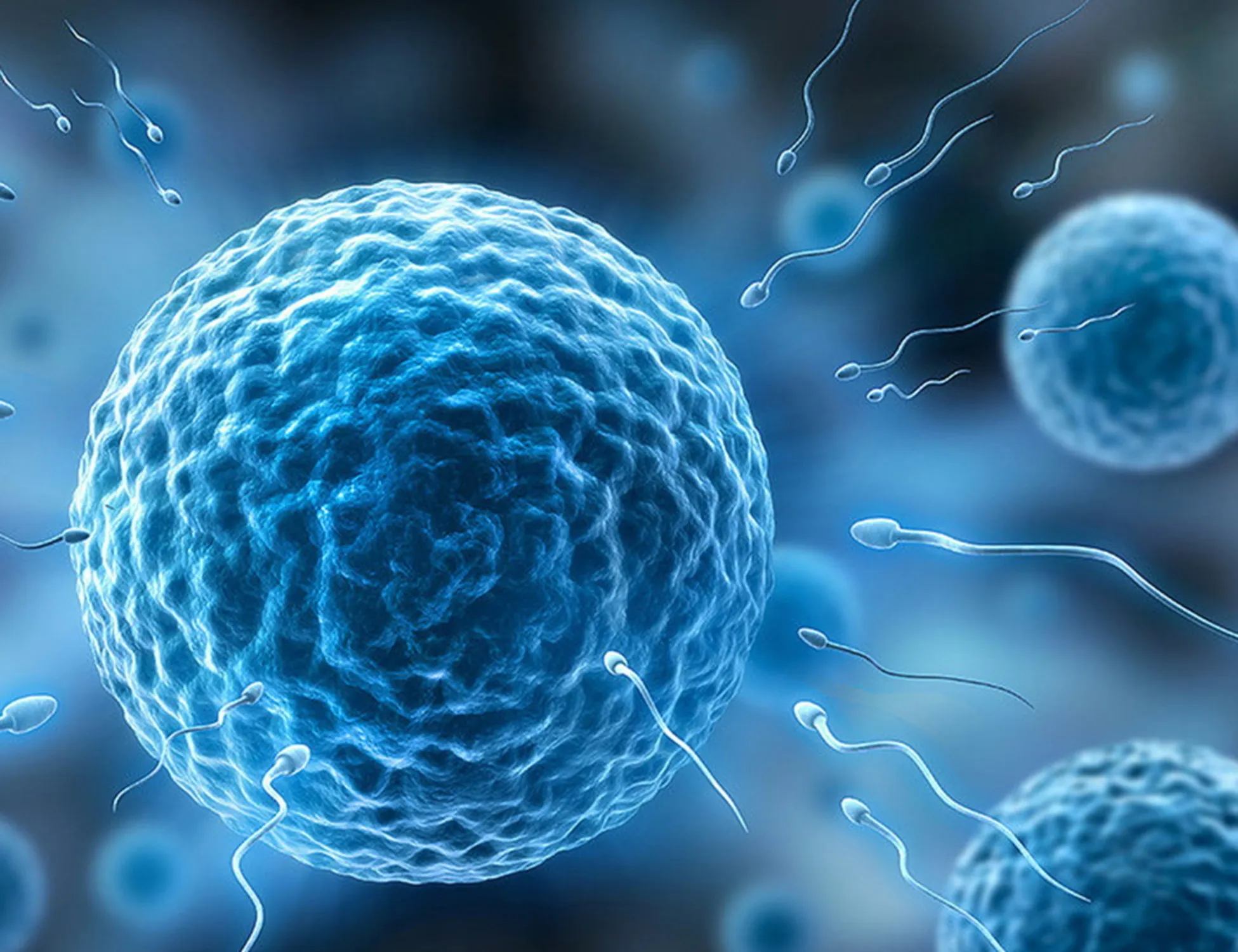 Leggi l'articolo: Non solo Dna, la scoperta choc sugli spermatozoi: cosa cambia