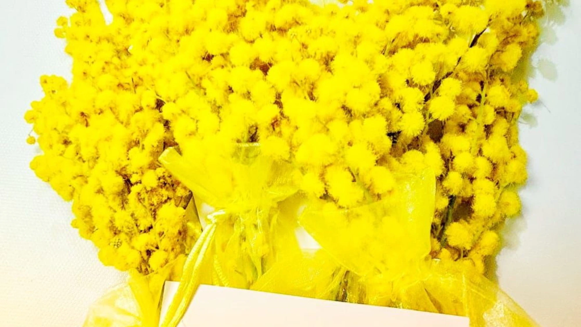 Pier Silvio Berlusconi nel solco della tradizione: mimose su tutte le scrivanie delle collaboratrici Mediaset