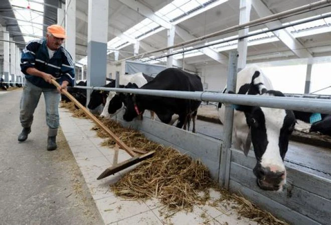 Germania, esplode stalla. Il motivo? Tutta colpa delle flatulenze delle mucche