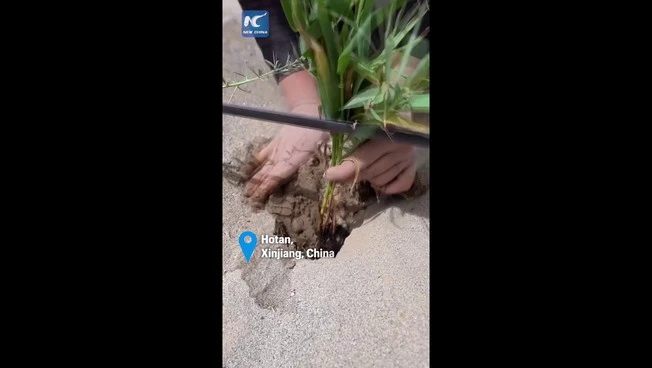 Dallo spazio al deserto cinese, così sta cambiando l'agricoltura