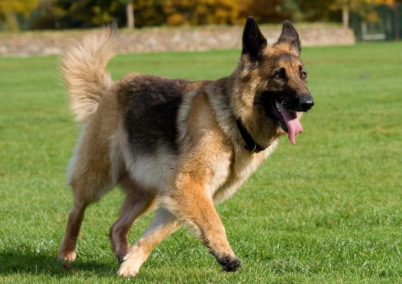 Kippy, lo strumento per non smarrire (mai più) i tuoi animali domestici