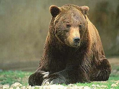 Allarme per l'estinzione dell'orso marsicano, Wwf: "Servono azioni decise"