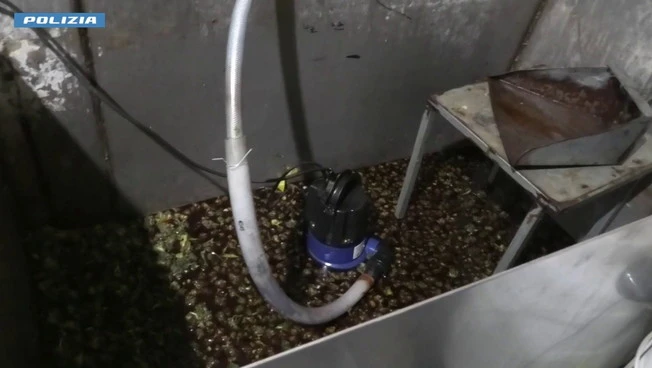 Piantagione di marijuana in un bunker segreto nel Foggiano, 5 arresti