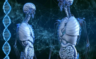 Il nostro scheletro racconta la storia dell’evoluzione. Come il Dna ha cambiato le ossa dell'uomo