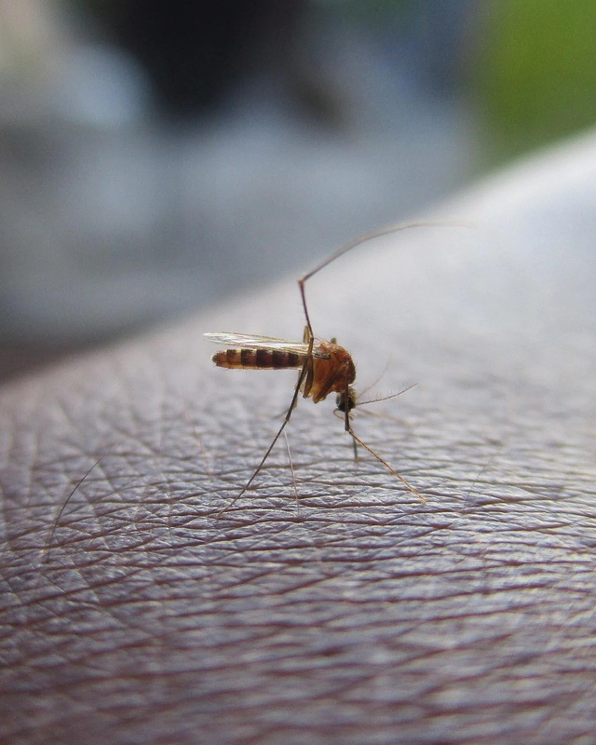 Virus West Nile, una donna morta a Latina. Allerta zanzara: "Può provocare danni enormi in Italia"