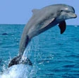 Salvo il delfino Nair
