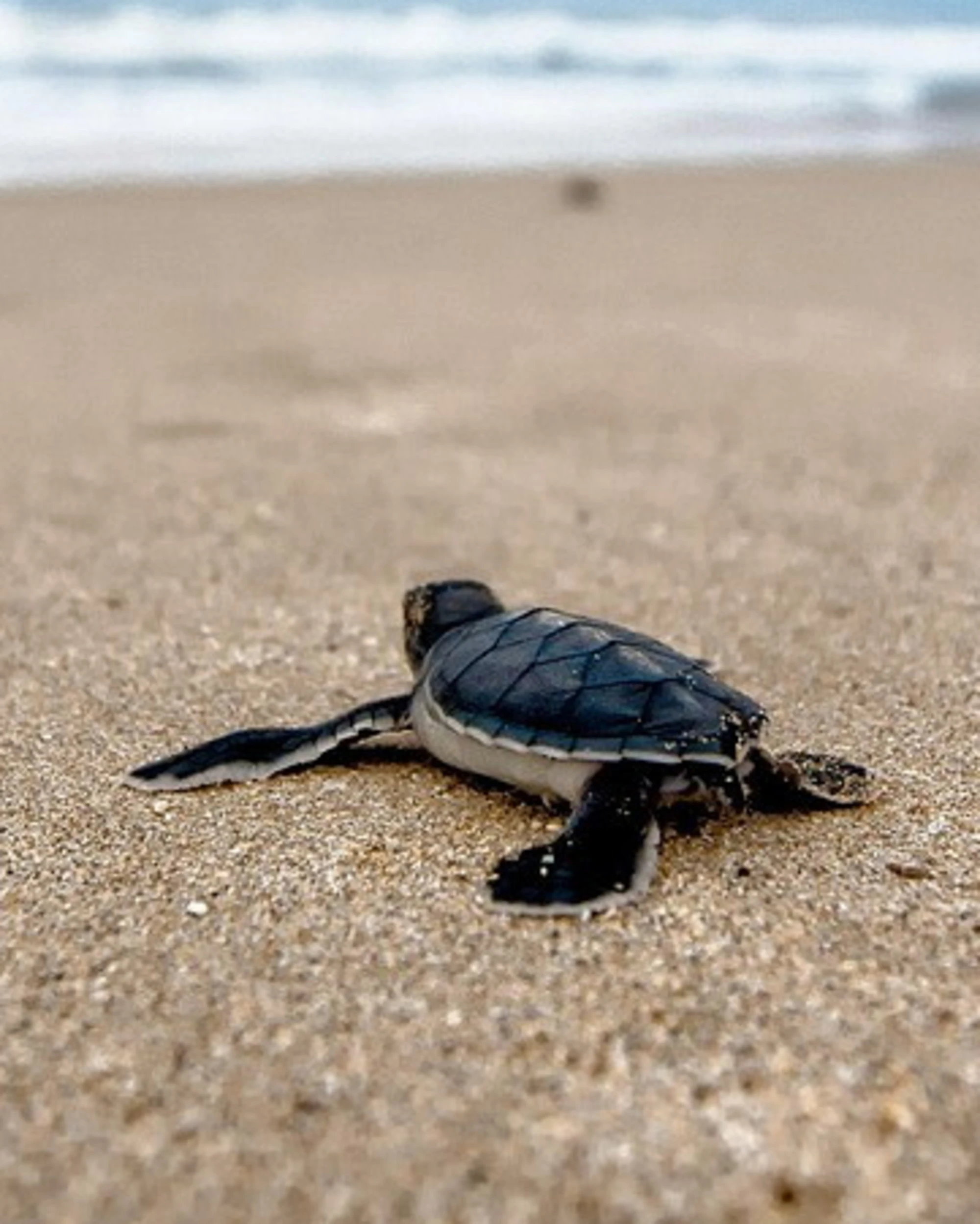 Tartarughe caretta caretta, ecco come aiutarle
