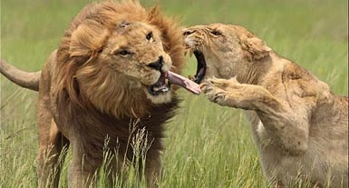 Un'unghiata sulla lingua del leone