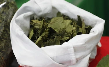 Kratom, "1 su 16 finisce in terapia intensiva": nuovo drammatico allarme