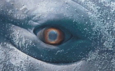 Moby Dick, in mostra la sfida tra bene e male