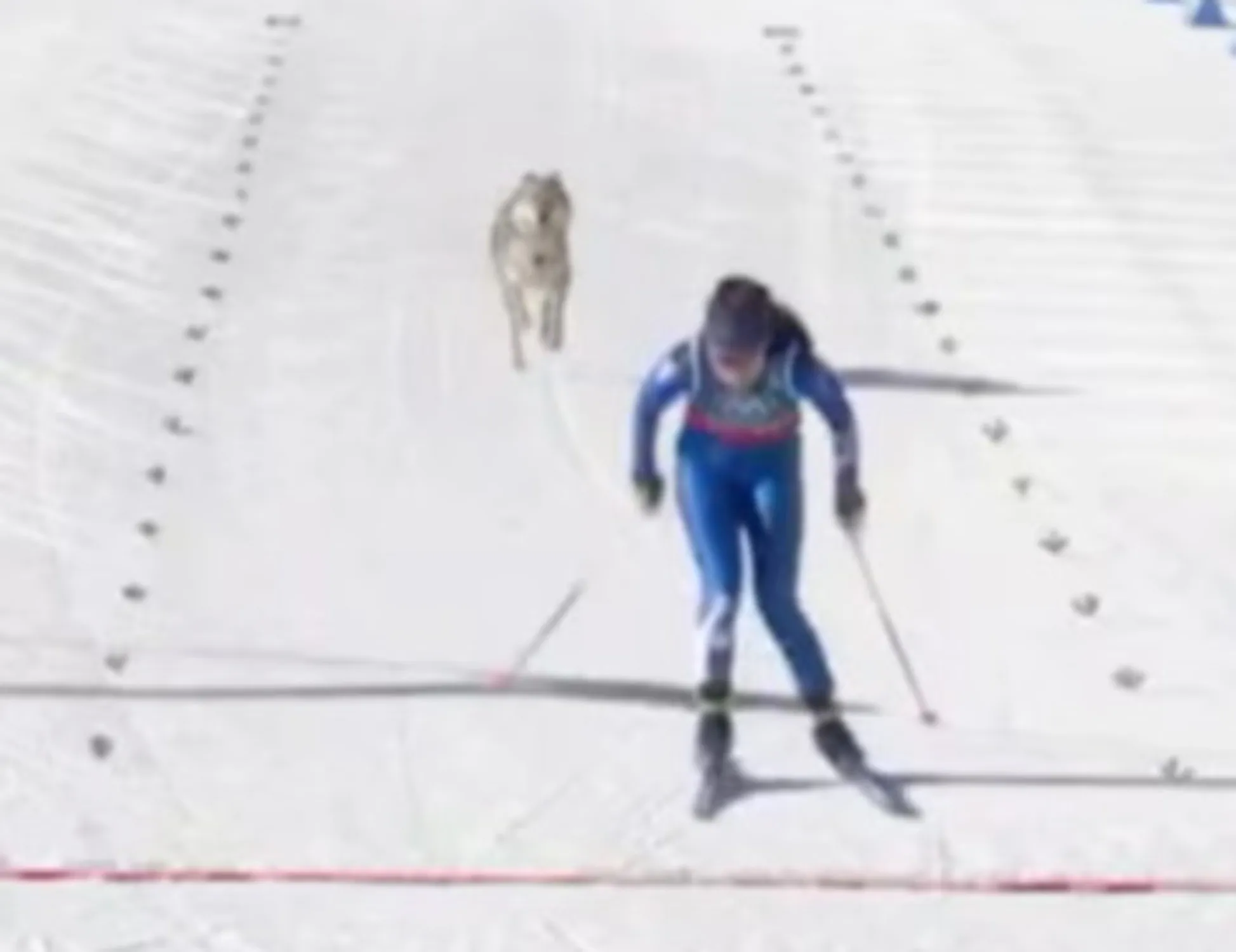 Le fondiste inseguite da un lupo in pista: incredibile ai Giochi