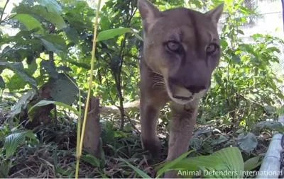 Il puma Mufasa torna libero nella foresta dopo 20 anni tra circo e catene/Video