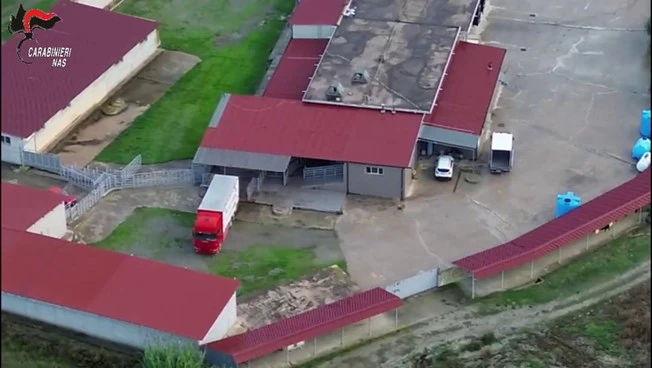 Macellazione clandestina di cavalli, un arresto e 5 denunce nel Crotonese