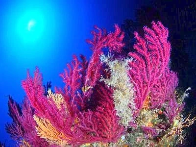 Un'oasi di biodiversità tra Ostia e Torvaianica: ecco le Secche di Tor Paterno