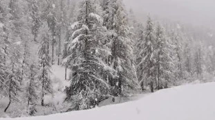 Neve