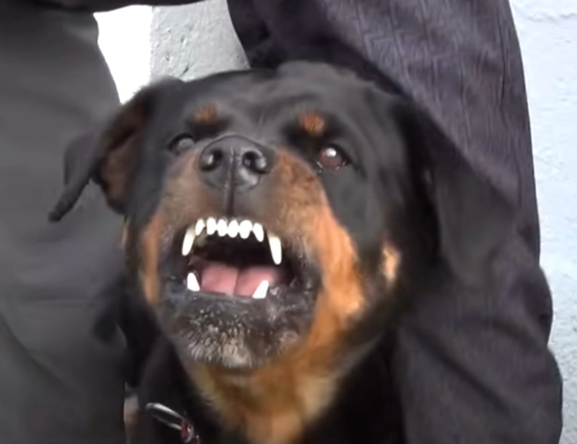 Anzio, bimbi sbranati dal rottweiler della nonna: orrore in una villa